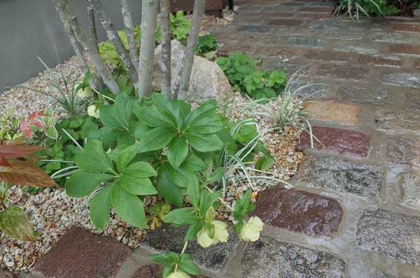 residential garden