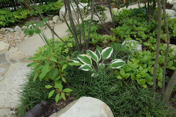 residential garden